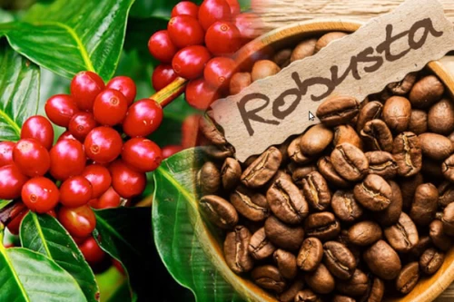 04/07/2025 Giá cà phê Robusta tăng nhẹ gần 0,5% lên mức 3.677 USD/tấn