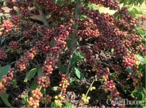 07/04/2025 Giá cà phê Arabica “đánh mất” vùng 8.000 USD/tấn
