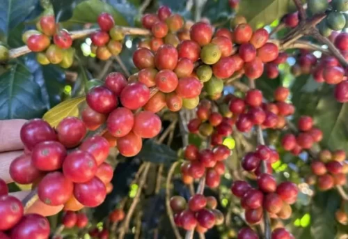 21/03/2025 Giá cà phê Robusta vẫn neo ở vùng giá cao lịch sử