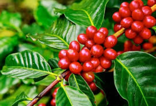 23/05/2025 Giá cà phê Arabica giảm mạnh, Robusta mất mốc 4.800 USD/tấn
