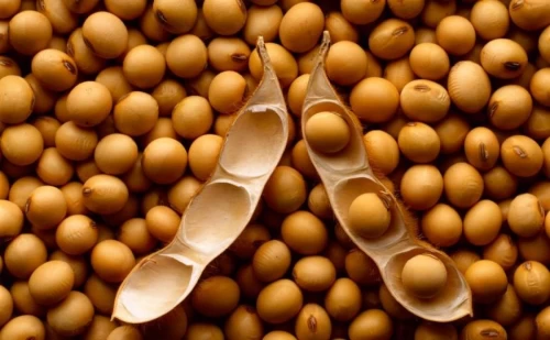 25/03/2025 Thị trường hàng hóa: Giá đậu tương tiếp đà lao dốc