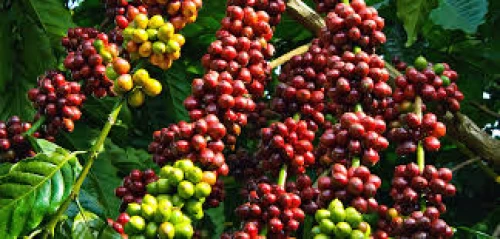 30/05/2025 Giá cà phê Robusta giảm xuống mức đáy còn 4.510 USD/tấn