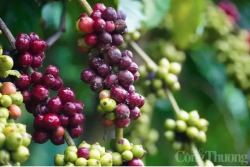 02/04/2025 Giá cà phê Robusta giảm nhẹ dưới mức 5.340 USD/tấn