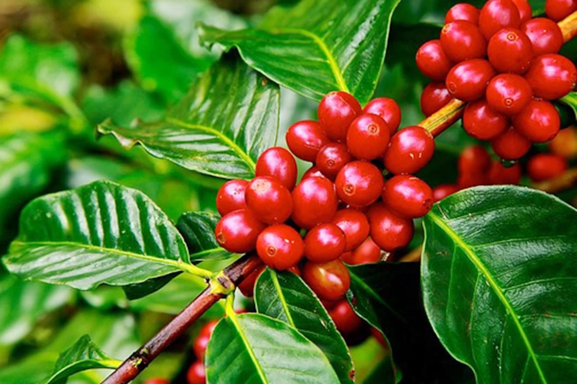 [5-12-2024]: Giá cà phê đảo chiều hồi phục sau chuỗi sụt giảm