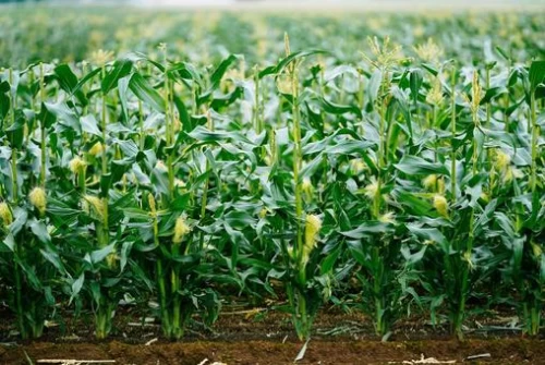 Áp lực dư cung là yếu tố chủ đạo chi phối giá ngô