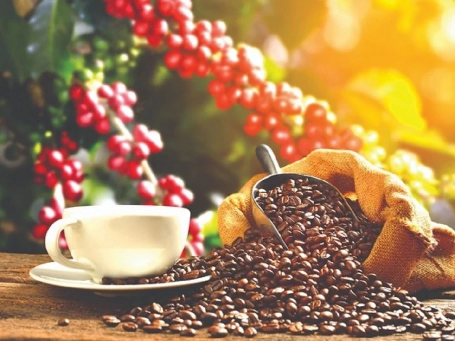 Dòng tiền quay lại thị trường hàng hóa, MXV-Index tăng hơn 1%