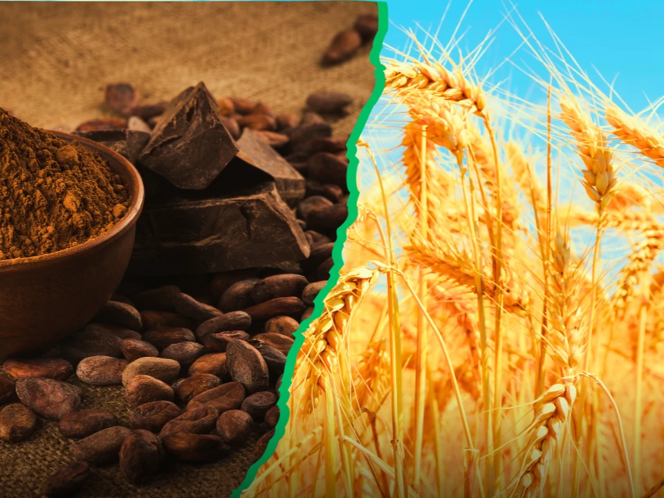 Giá ca cao tăng vọt hơn 9% bất chấp áp lực điều chỉnh trên nhiều mặt hàng