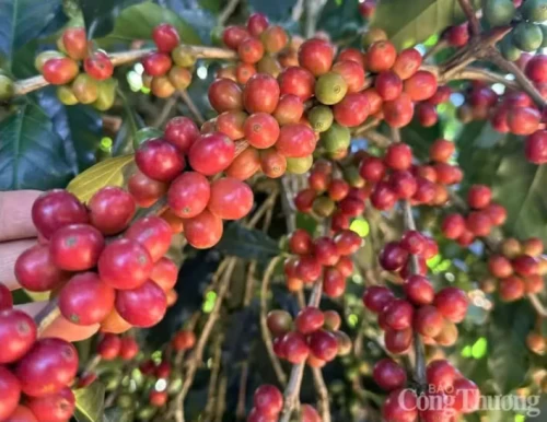 Tổng hợp thị trường tuần (21-27/4/2025): Giá cà phê Arabica chạm mốc 9.000 USD/tấn
