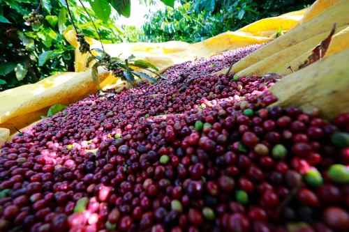 Giá cà phê Arabica giảm hơn 4,6% xuống mức 6.864 USD/tấn