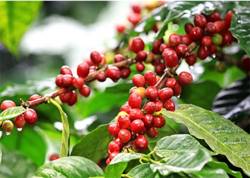 Giá cà phê Arabica giảm về mức 6.945 USD/tấn, thấp nhất trong vòng hơn 5 tháng