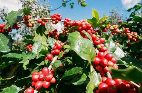 Giá cà phê Arabica leo đỉnh chưa từng có