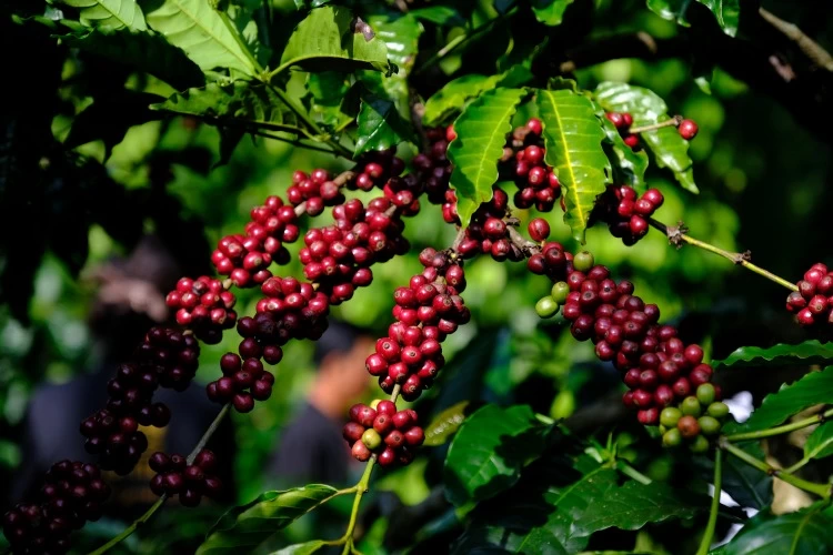 29/04/2025 Giá cà phê Arabica nối dài đà tăng vượt mốc 9.000 USD/tấn
