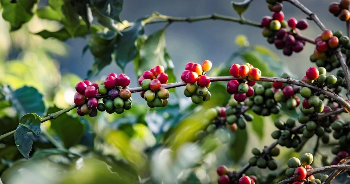 Giá cà phê Arabica phá vỡ kỷ lục lịch sử