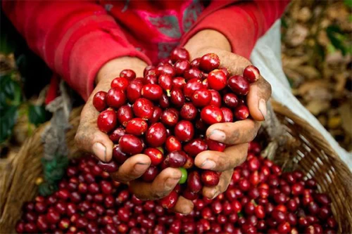 Giá cà phê Arabica quay đầu tăng lên mức 8.835 USD/tấn