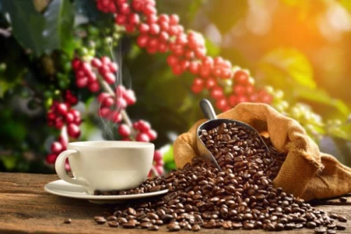 Giá cà phê Arabica tiến sát mốc 8.600 USD/tấn
