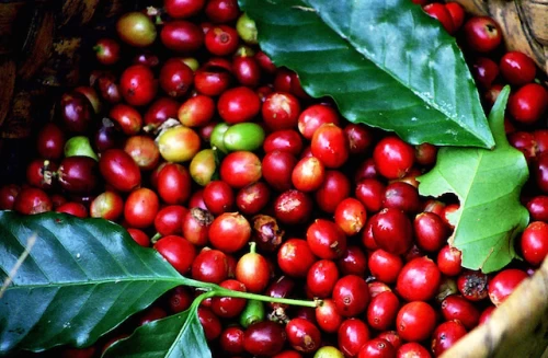 Giá cà phê Robusta chạm mức cao nhất, vượt 5.800 USD/tấn