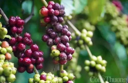 Giá cà phê Robusta giảm 2,32% về 5.010 USD/tấn