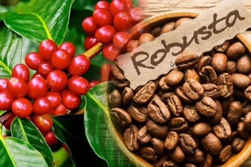 28/03/2025 Giá cà phê Robusta giảm sâu về mức 5.337 USD/tấn