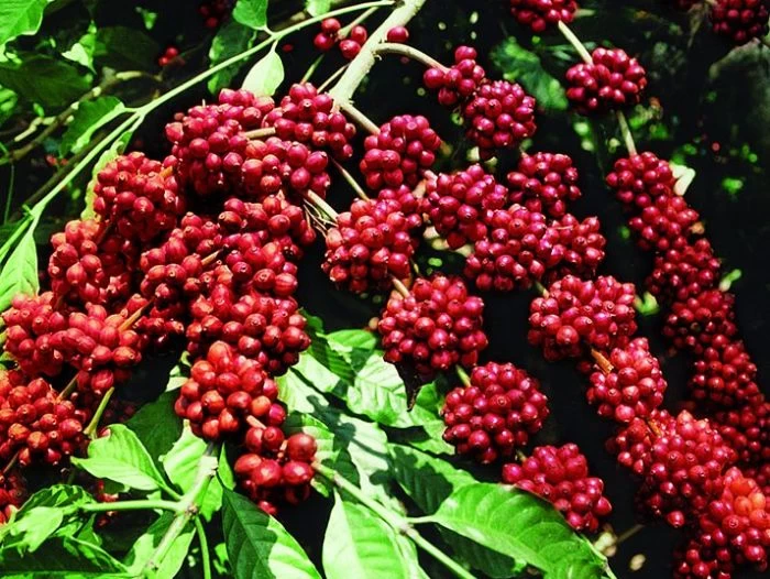Giá cà phê Robusta tăng lên mức 5.527 USD/tấn