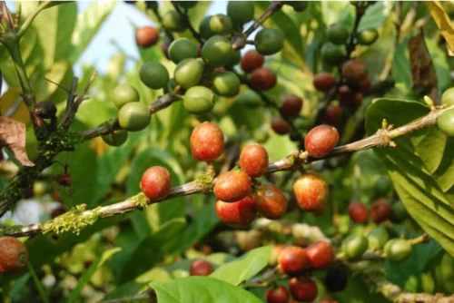 Giá cà phê Robusta thiết lập mức cao kỷ lục