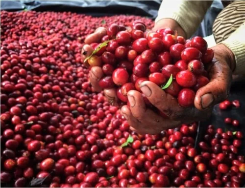 Giá cà phê thế giới giảm do áp lực cung - cầu hạ nhiệt