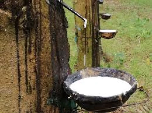 08/07/2025 Giá cao su RSS3 trên sàn Osaka tăng nhẹ 0,58%