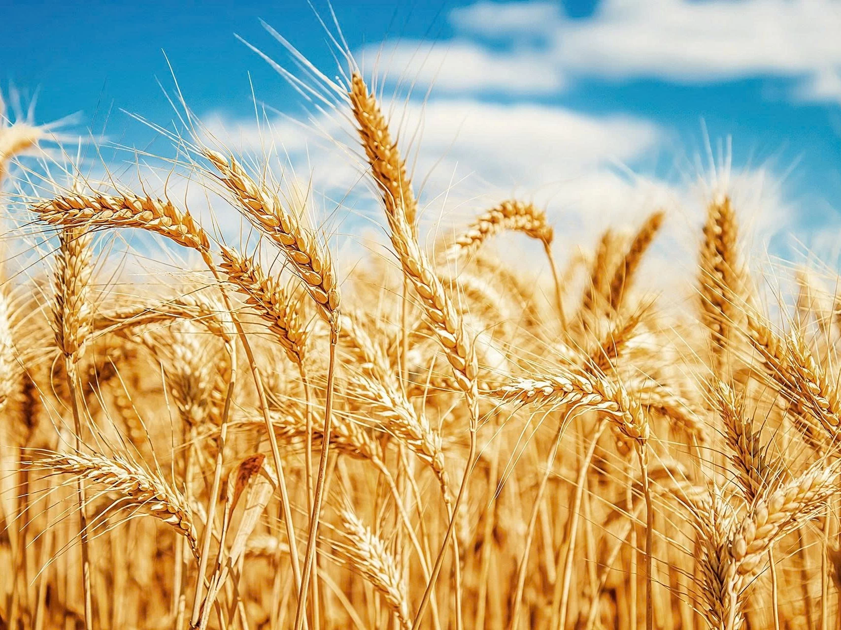 Giá lúa mì rơi xuống mức thấp nhất từ cuối tháng 10