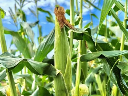 Giá ngô tiếp tục giảm sâu, xuống còn 146 USD/tấn