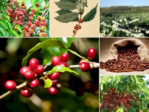 29/07/2025 Lo ngại thời tiết tại Brazil, giá cà phê Robusta bật tăng đạt 3.358 USD/tấn