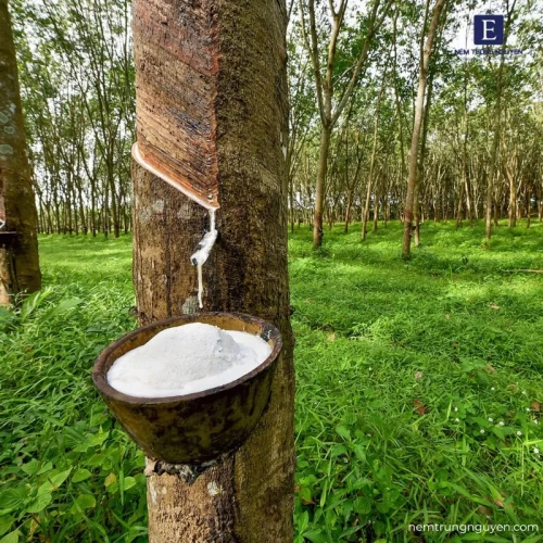 13/06/2025 Lo ngại về nhu cầu tiêu thụ yếu trên thị trường hàng hóa, giá cao su lao dốc