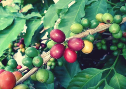 Thị trường hàng hoá 10/2: Giá cà phê diễn biến trái chiều