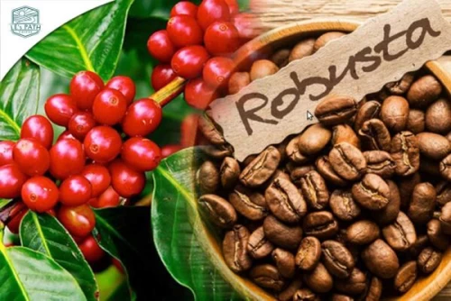 Thị trường hàng hóa 20/1: Cà phê Robusta đạt mốc 5.000 USD/tấn