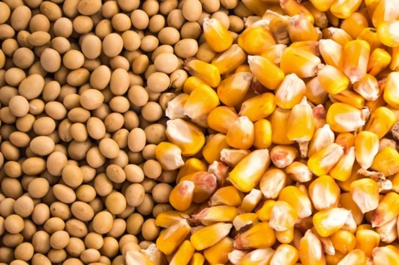 Giá ngô suy yếu, giá đậu tương đi ngang