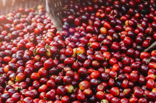 Thị trường hàng hóa hôm nay 24/12: Giá cà phê Robusta tăng nhẹ, dao động quanh mốc 5.000 USD/tấn